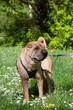 sharpei dog