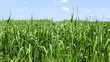 Green wheat field