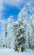 Winter mountain forest