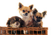 three chihuahua in a basket