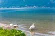 Swans on summer lake