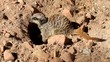 Suricate mineur