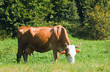 cow on summer meadow cow on summer meadow