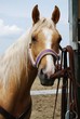Haflinger light brown horse outdoor in natural light Haflinger light brown horse outdoor in natural light