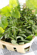 herbs from the garden in a basket herbs from the garden in a basket