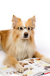 Dog reading book