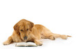 Golden retriever read a book