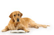 Golden retriever read a book