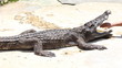 Video: Crazy man put his hand in crocodile mouth Crazy man put his hand in crocodile mouth