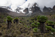 Photo: Mount Kenya with Giant Grounsels Mount Kenya with Giant Grounsels