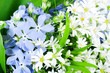 spring wild flowers