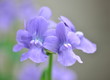 pale lilac nemesia