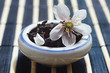 Jar of tea leaves and cherry blossoms on bamboo table cloth