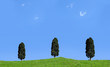 Pine trees in a meadow