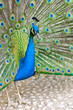 Pavo Real