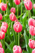 Flowers tulips in the garden