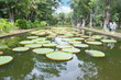 Bassin aux nénuphars géants, île Maurice Bassin aux nénuphars géants, île Maurice