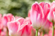 Tulip Background