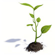 Growing life
