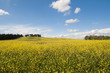 Rapeseed fields