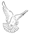 pigeon in brush stroke Vector Illustration