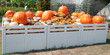 The Pumpkin and dried corn