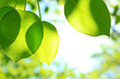 Green leaves