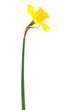 Beautiful yellow narcissus Beautiful yellow narcissus