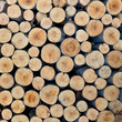 stack of tree stump for background