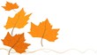 Autumn leaves
