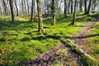 Old trees in a beautiful forest in springtime Old trees in a beautiful forest in springtime
