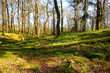 Old trees in a beautiful forest in springtime Old trees in a beautiful forest in springtime