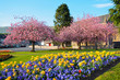 Photo en ligne au meilleur prix Blooming Japanese cherry trees in the streets
