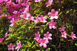 Pink azalea trees blossom