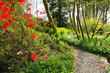 Beautiful Spring garden with red azalea and cobblestones path Beautiful Spring garden with red azalea and cobblestones path