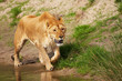 Portrait of a lioness near the water