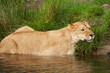 Portrait of a lioness in the water