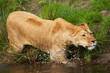 Portrait of a lioness in the water
