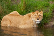 Portrait of a lioness in the water