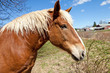 Beautiful Brown Horse