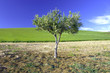 Albero di ulivo