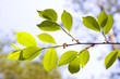 spring wood