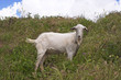 White goat White goat