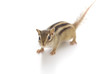 シマリス
