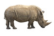 African Rhino