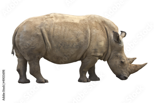 Photo: African Rhino African Rhino