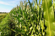 Rows of Corn in Northern Illinois Rows of Corn in Northern Illinois