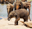 Elephants on Sri Lanka