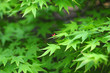 Japanese maple-3