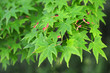 Japanese maple-4